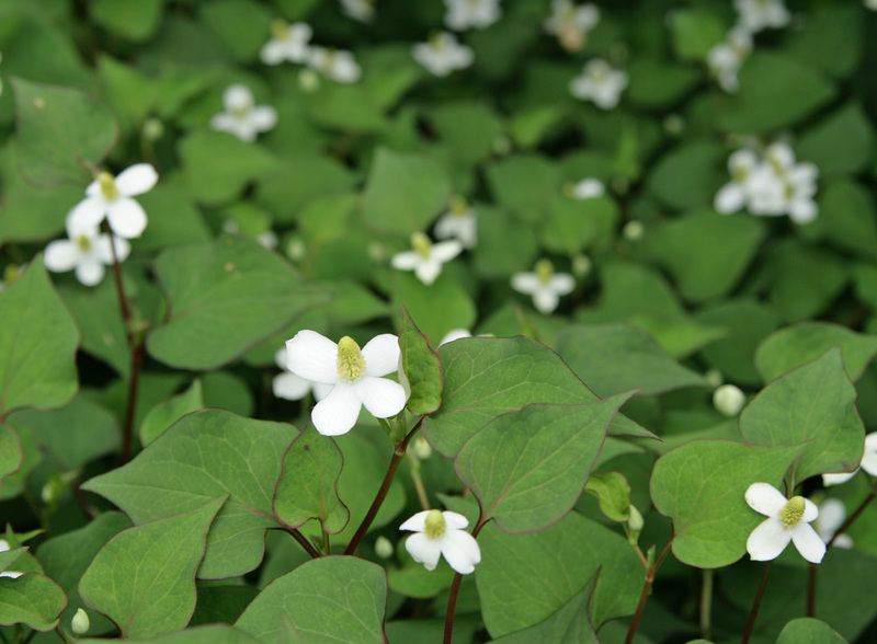 ドクダミの葉は 皮膚炎を和らげます ドクダミはすごかった 皮膚の万能薬です 生活の知恵袋