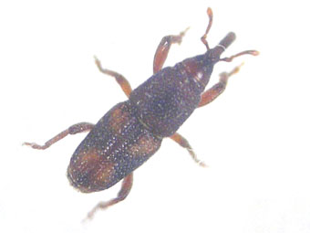 お米の害虫対策について 予防方法と駆逐方法について紹介します 生活の知恵袋