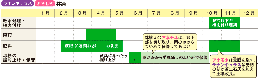 アネモネの育て方 球根からの育て方から 来年も咲かせる方法を紹介します 生活の知恵袋