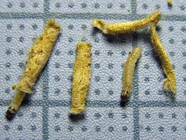 防虫剤の相性と選び方 おすすめの防虫剤の選び方を紹介します 生活の知恵袋