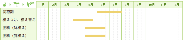 カラーの育て方 球根からの育て方から 来年も咲かせる方法を紹介します 生活の知恵袋