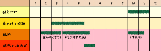 チューリップの育て方について 肥料の与え方 きれいに咲かせ方 球根からの育て方から 来年も咲かせる方法を紹介します 生活の知恵袋