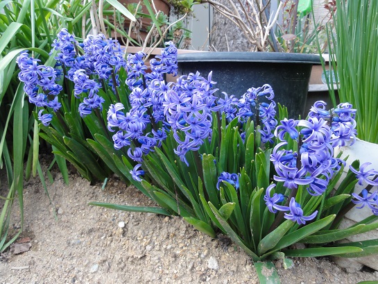 ヒヤシンスの育て方 球根からの育て方から 来年も咲かせる方法を紹介します 生活の知恵袋