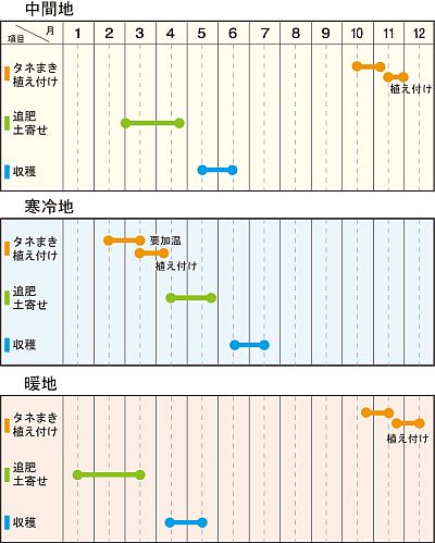 ソラマメ 一寸豆 の育て方について 上手に美味しく育てるコツを紹介します 生活の知恵袋