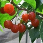 暖地桜桃（さくらんぼ）の育て方について　肥料の与え方・剪定の仕方・病害虫対策など、上手に美味しく育てるコツを紹介します