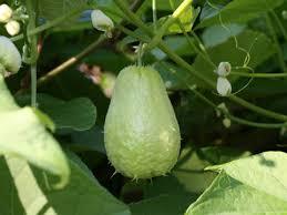 ウリの育て方について 種まきの仕方 肥料の与え方 病害虫対策など 上手に美味しく育てるコツを紹介します 生活の知恵袋