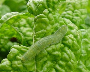 青虫 アオムシ の退治 駆除 予防の仕方について 農薬を使用しない方法や効果的な農薬 おすすめの方法を紹介します 生活の知恵袋