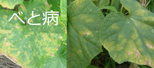 ゴーヤの育て方について 上手に美味しく育てるコツを紹介します 生活の知恵袋