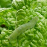 青虫（アオムシ）の退治・駆除・予防の仕方について　農薬を使用しない方法や効果的な農薬・おすすめの方法を紹介します