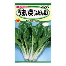 うまい菜 ふだん草 の育て方について 上手に美味しく育てるコツを紹介します 生活の知恵袋