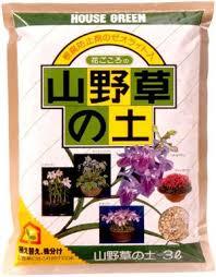 アサギリソウの育て方 肥料の与え方 増やし方 病害虫対策など 元気に育てるコツを紹介します 生活の知恵袋