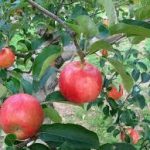 リンゴの育て方について　肥料の与え方・剪定の仕方・病害虫対策など、美味しく、元気に育てるコツを紹介します