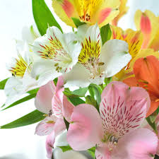 アルストロメリアの育て方について 肥料の与え方 増やし方 病害虫対策など 元気に育てるコツを紹介します 生活の知恵袋