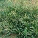 メヒシバの駆除 除草方法について 除草剤を使用しない方法や根まで枯らす方法を紹介します 生活の知恵袋