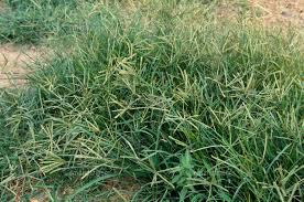 オヒシバの駆除 除草方法について 除草剤を使用しない方法や根まで枯らす方法を紹介します 生活の知恵袋