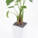 セロームの育て方について 肥料の与え方 増やし方 病害虫対策など 元気に育てるコツを紹介します 生活の知恵袋