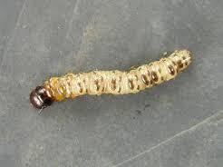 カミキリムシやテッポウムシの退治 駆除 予防の仕方について 農薬を使用しない方法や効果的な農薬 おすすめの方法を紹介します 生活の知恵袋