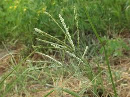 メヒシバの駆除 除草方法について 除草剤を使用しない方法や根まで枯らす方法を紹介します 生活の知恵袋