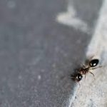 蟻（アリ）の退治・駆除・予防の仕方について　農薬を使用しない方法や効果的な農薬・おすすめの方法を紹介します