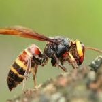 スズメバチの退治・駆除・予防の仕方について　刺されたときの対処法や、おすすめの方法を紹介します