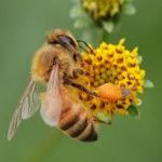 蜂（ハチ）の退治・駆除・予防の仕方について　刺されたときの対処法や、おすすめの方法を紹介します