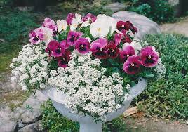パンジーやビオラとアリッサムの寄せ植えの作り方について 生活の知恵袋