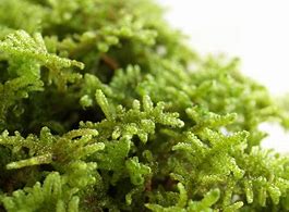 苔玉の作り方について 失敗せずに簡単に作る方法を紹介します 生活の知恵袋