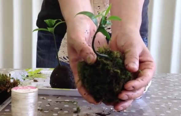 苔玉の作り方について 失敗せずに簡単に作る方法を紹介します 生活の知恵袋