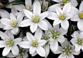 オーニソガラムの育て方について キレイに咲かせ 元気に育てるコツを紹介します 生活の知恵袋