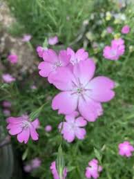 ビスカリアの育て方について キレイに咲かせ 元気に育てるコツを紹介します 生活の知恵袋