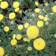 花ほたるの育て方について キレイに咲かせ 元気に育てるコツを紹介します 生活の知恵袋