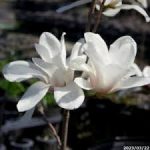 モクレンの育て方について　元気に育てるコツを紹介します