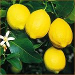 レモンの育て方について　肥料の与え方・増やし方・病害虫対策など、元気に育てるコツを紹介します
