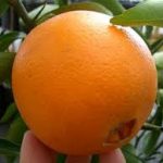 オレンジの育て方について　肥料の与え方・病害虫対策など、美味しく育てるコツを紹介します