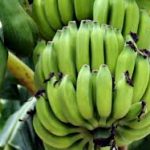 バナナの育て方について　肥料の与え方・病害虫対策など、美味しく育てるコツを紹介します